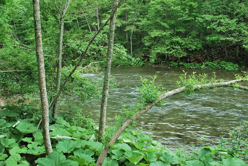 d0051707_22133420.jpg