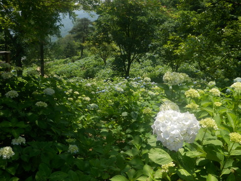 c0062511_2042881.jpg