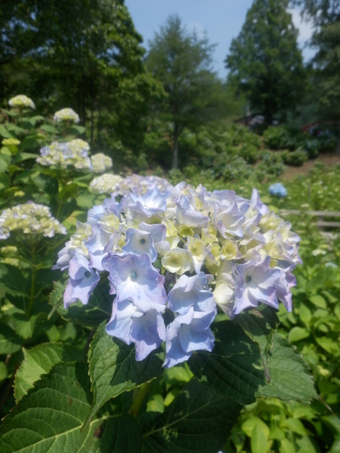 c0062511_208766.jpg