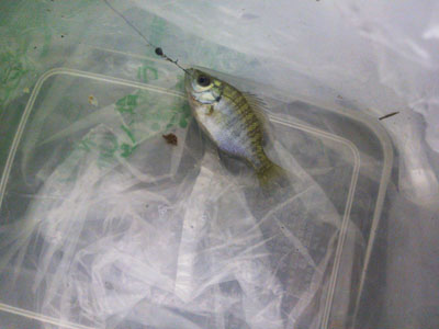 f0082402_2183218.jpg