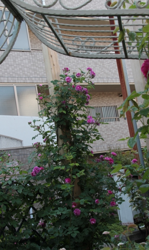d0166303_0101746.jpg