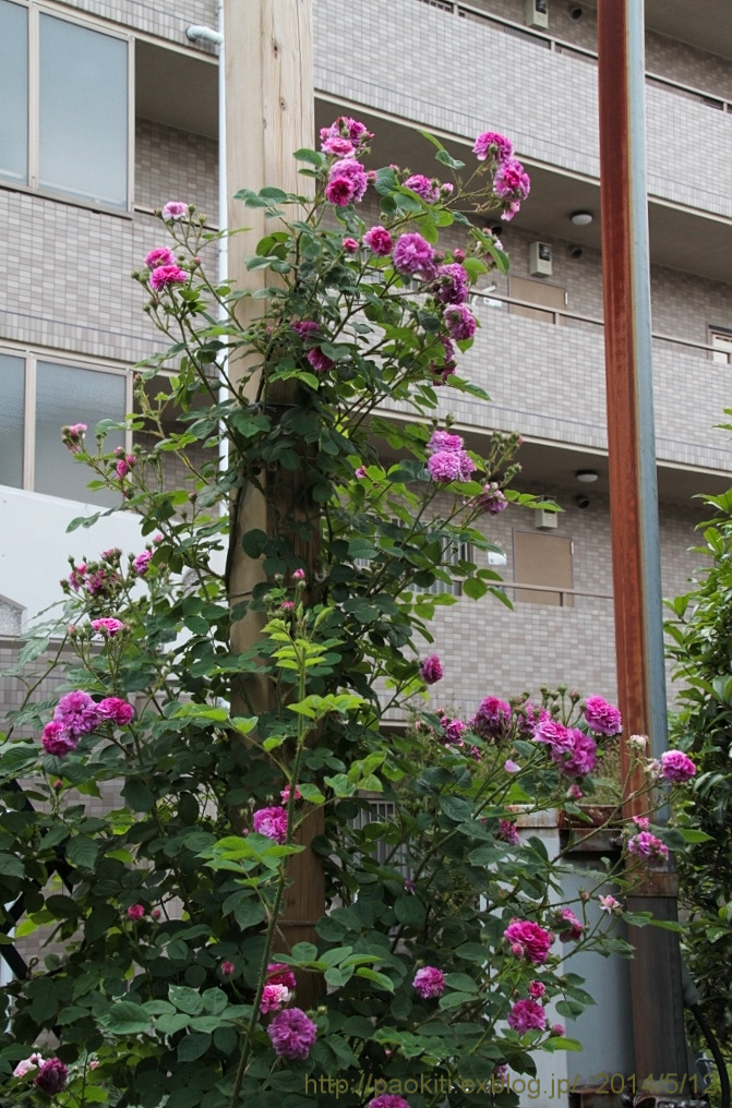 d0166303_0112418.jpg