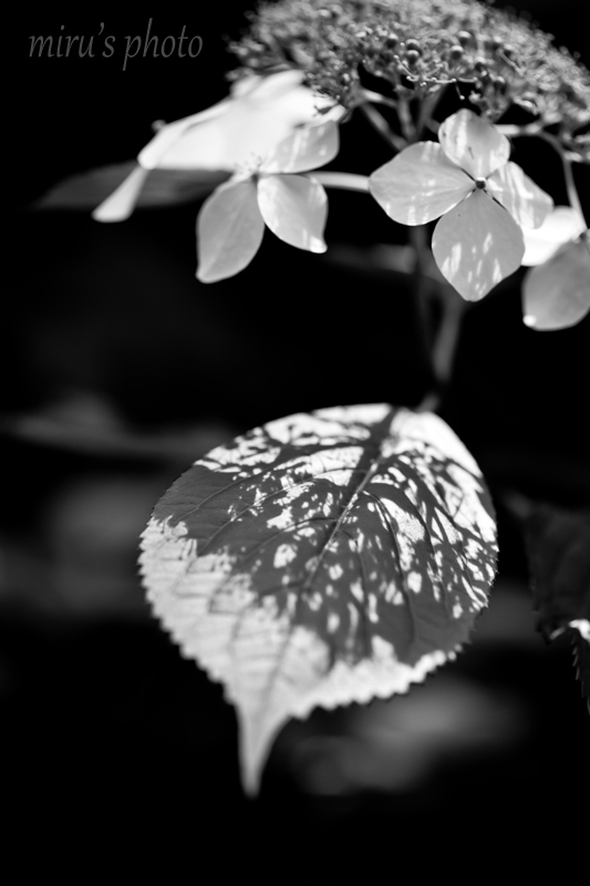 c0037519_12181196.jpg