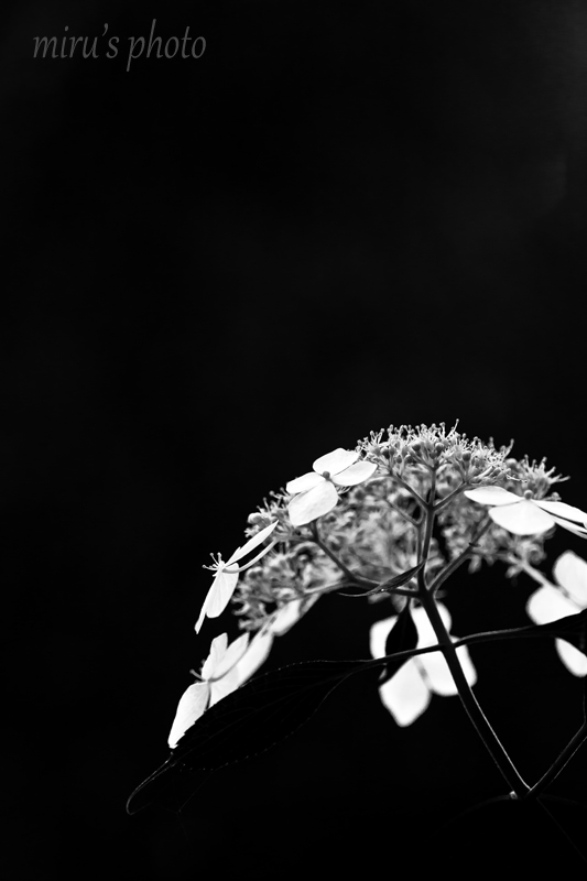 c0037519_1218331.jpg