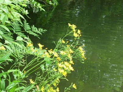 e0135219_12565559.jpg