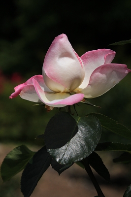e0242721_9172945.jpg