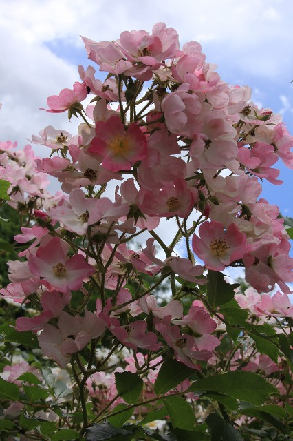 e0242721_9203570.jpg