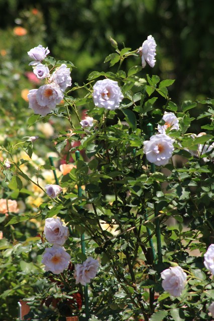 e0242721_961543.jpg