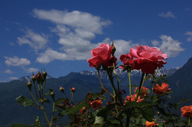e0242721_99171.jpg