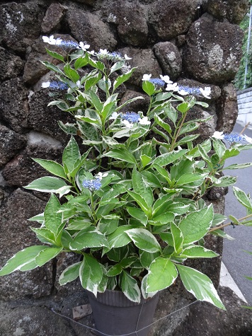 f0000521_1344946.jpg