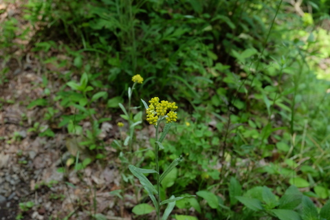 b0281732_853269.jpg