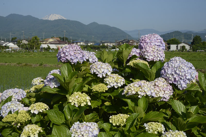 b0042837_20524932.jpg