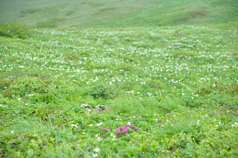 d0169556_20515615.jpg