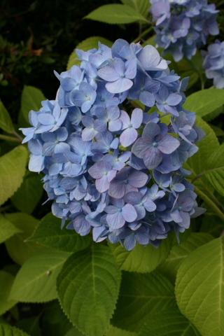 c0248269_8483542.jpg