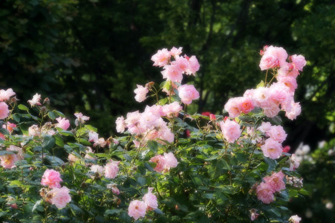 a0263109_14521879.jpg