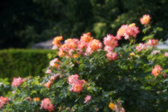 a0263109_1452632.jpg