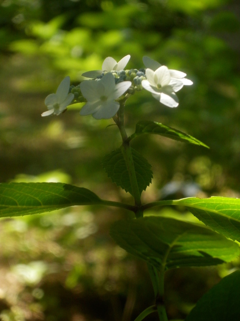 c0062511_22474416.jpg