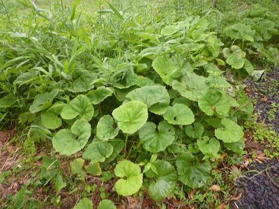f0031420_832998.jpg