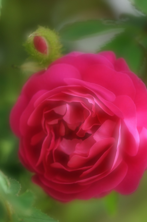 a0248728_7302491.jpg