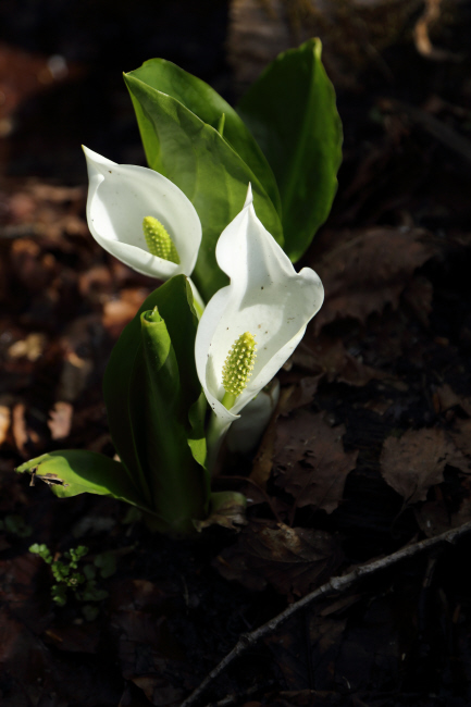 f0017530_20103494.jpg