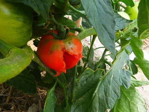 c0119335_06530177.jpg