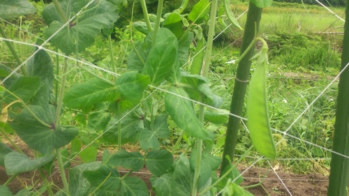c0300035_15451552.jpg