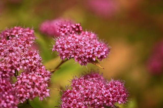 a0242438_2002721.jpg