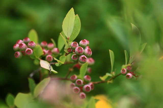 a0242438_2012236.jpg