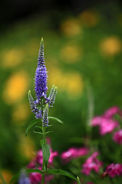 a0242438_20126100.jpg