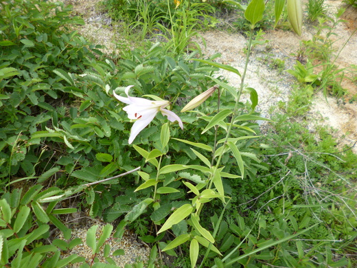d0231858_7264499.jpg