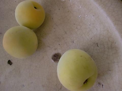 c0172261_0354477.jpg