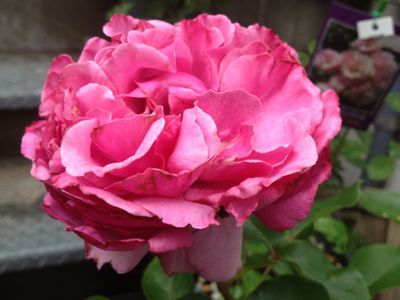 e0092767_23302290.jpg