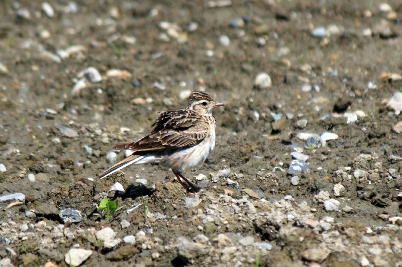 a0127090_2215096.jpg