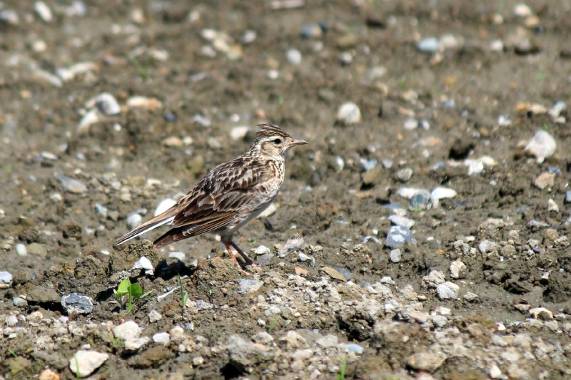 a0127090_227545.jpg