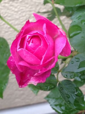 a0279990_9305855.jpg