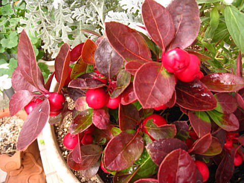 d0046702_16582616.jpg
