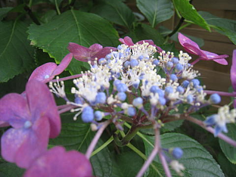 d0046702_1658939.jpg