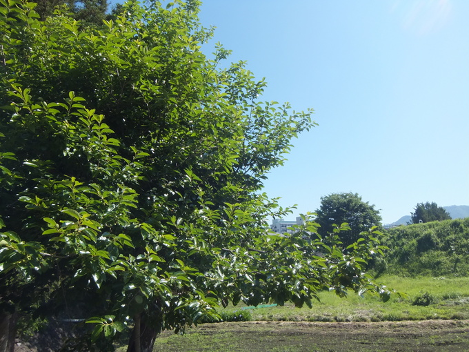 d0149306_19294696.jpg