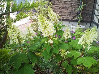 a0272241_17392479.jpg