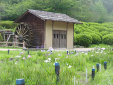 a0100742_1013850.jpg