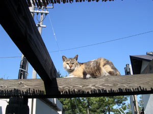 c0104445_21403172.jpg