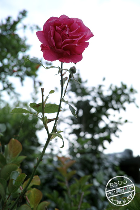 c0156854_20242371.jpg