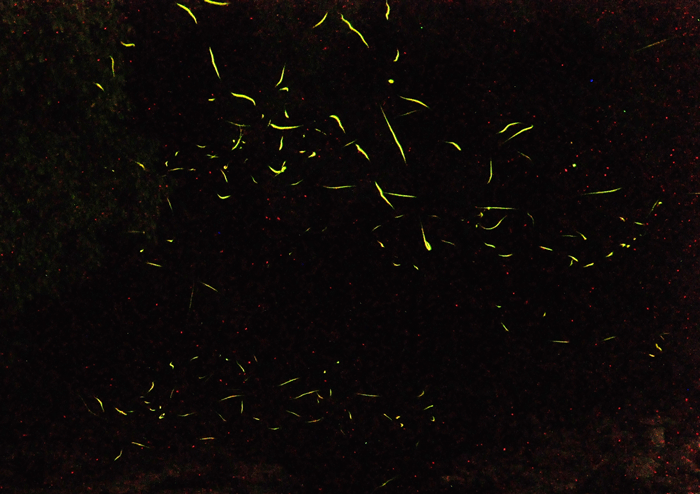 a0284558_103307.gif
