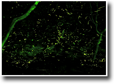 d0277280_1044139.png