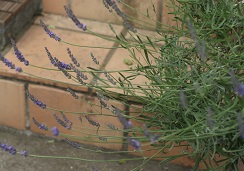 f0166982_17133523.jpg
