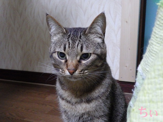 a0159490_1541566.jpg
