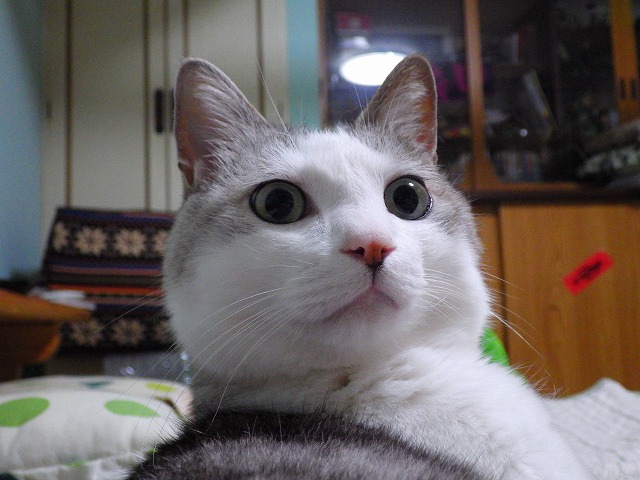 a0159490_15421199.jpg