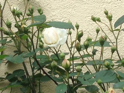 a0279990_18154686.jpg