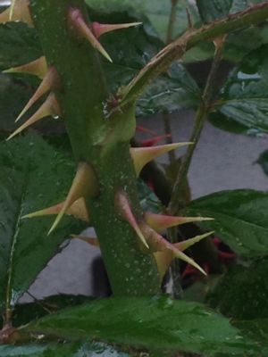 a0279990_18154751.jpg