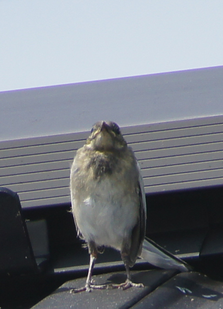 c0139591_17511223.jpg